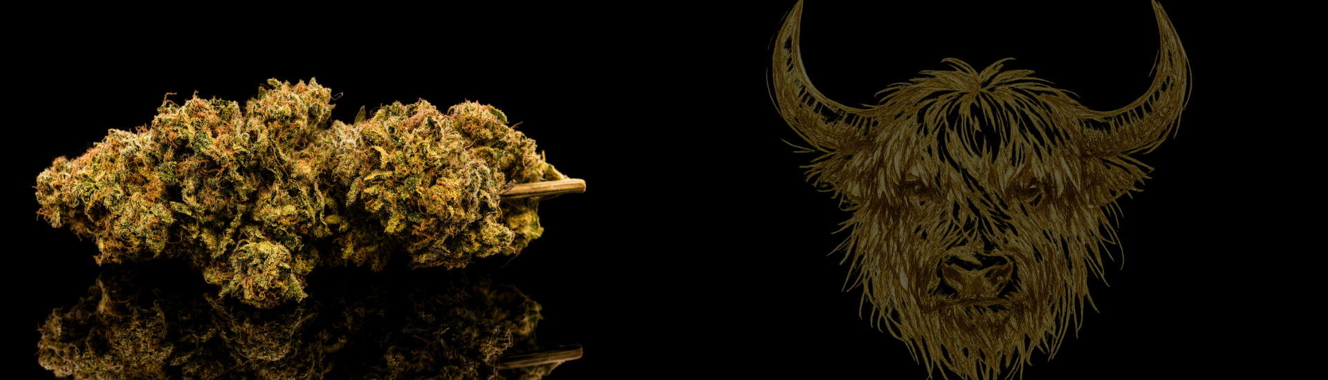 super yak luxury farm cbd producteur français franche comté vice et vertu Tomahawk (High Alpine Genetics)