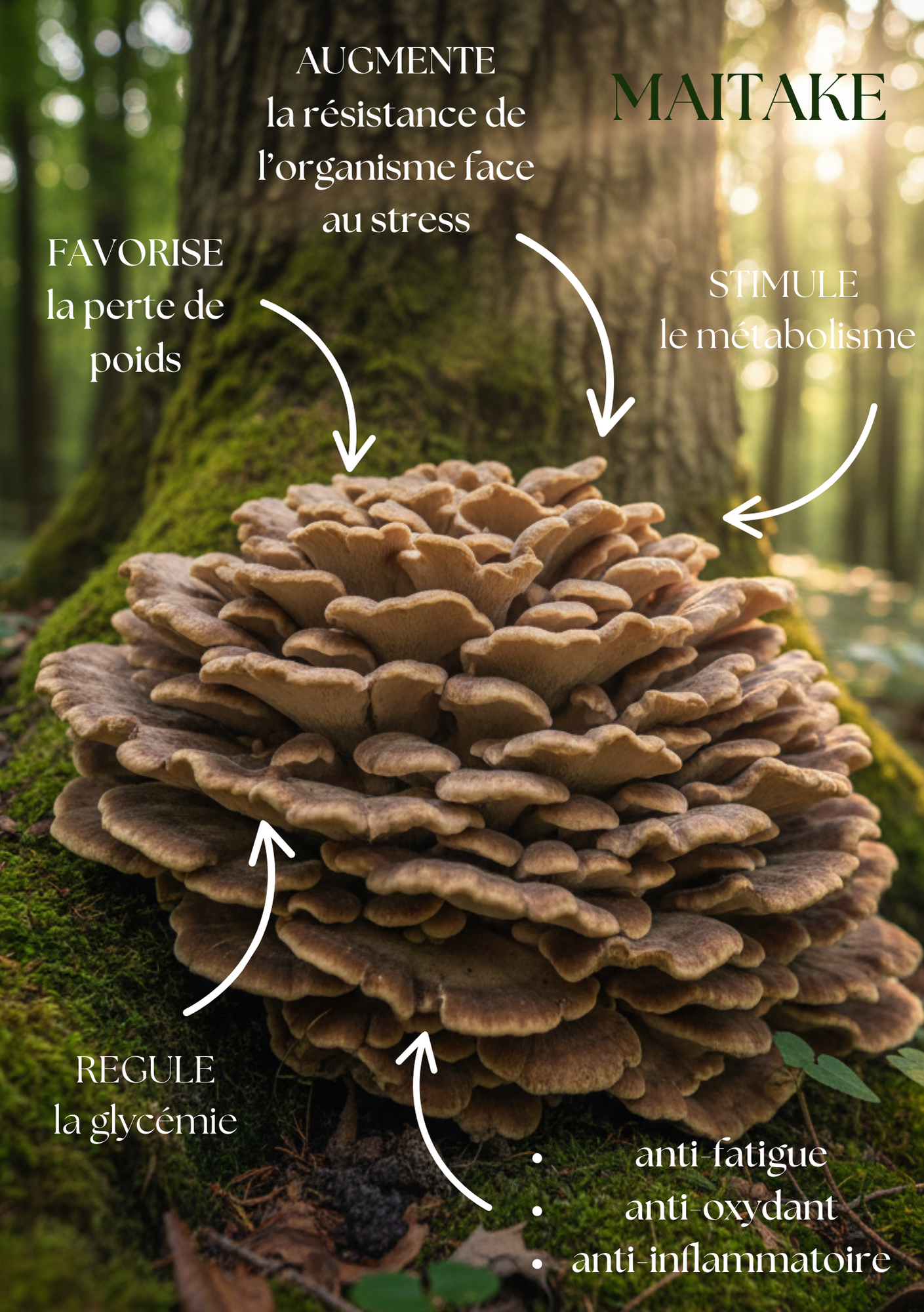 maitake explication perte de poids résistance