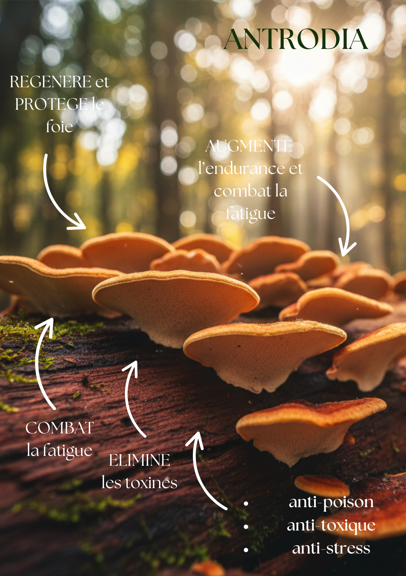 antrodia explication