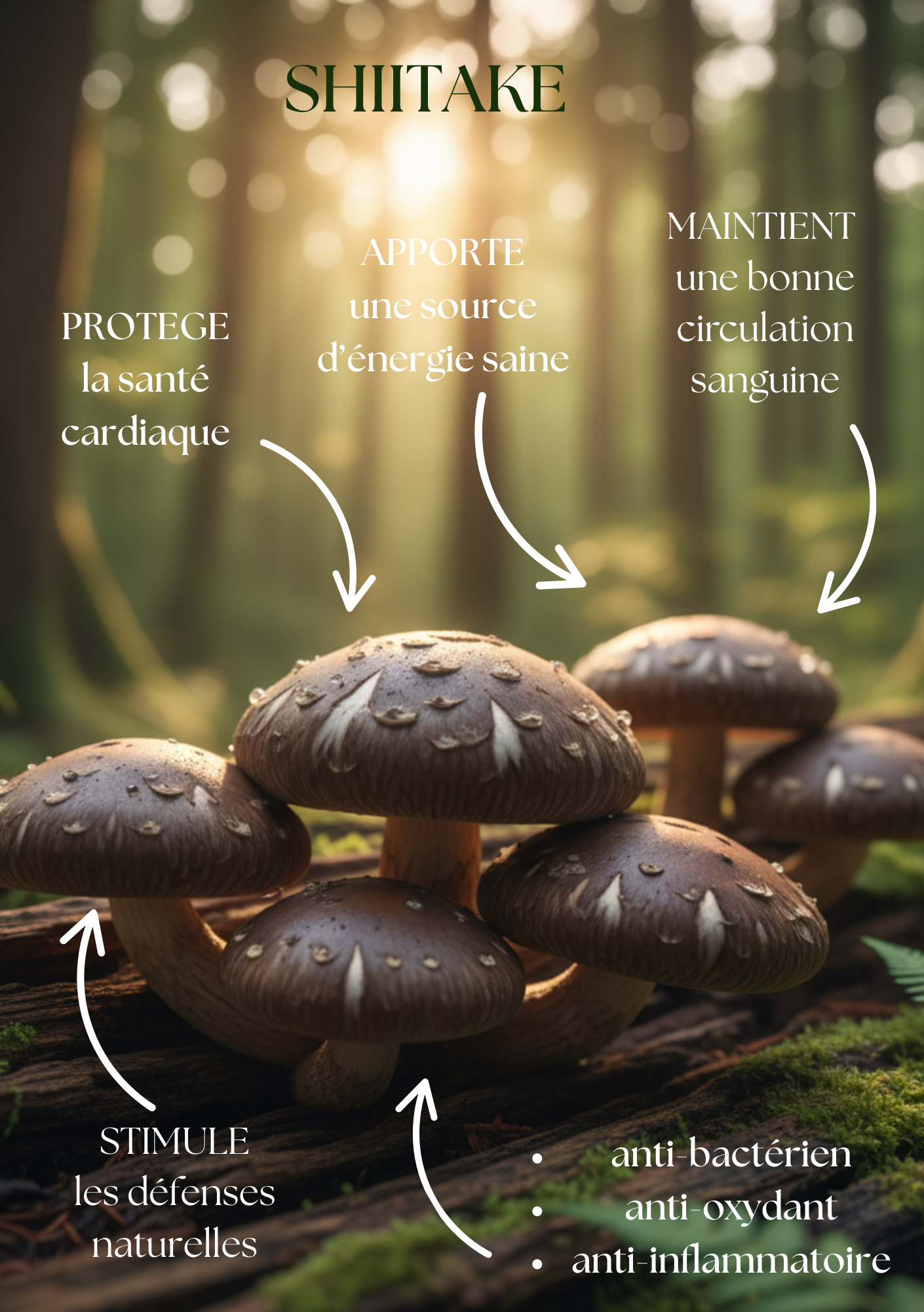 shiitake, lentinula edodes, immunité, tonique, vitalité, lentinane, bien-être, champignon fonctionnel, nutrition