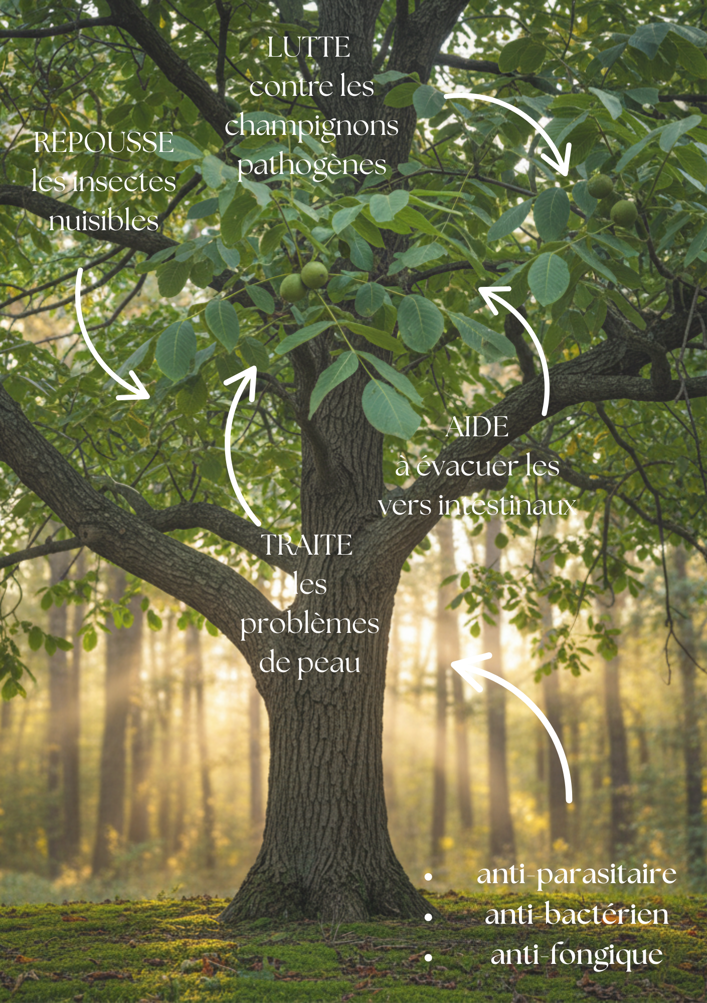 noyer noir propriété