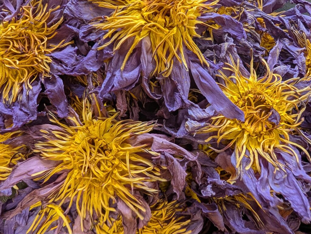 fleurs lotus bleu séchées