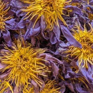 fleurs lotus bleu séchées