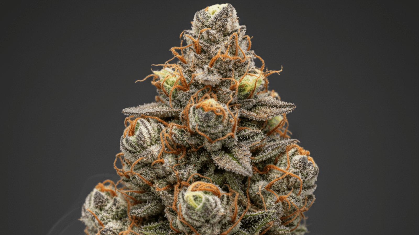 charlotte's angel THC-X