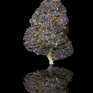pulsar maléfique dense purple magnétique vice et vertu cbd