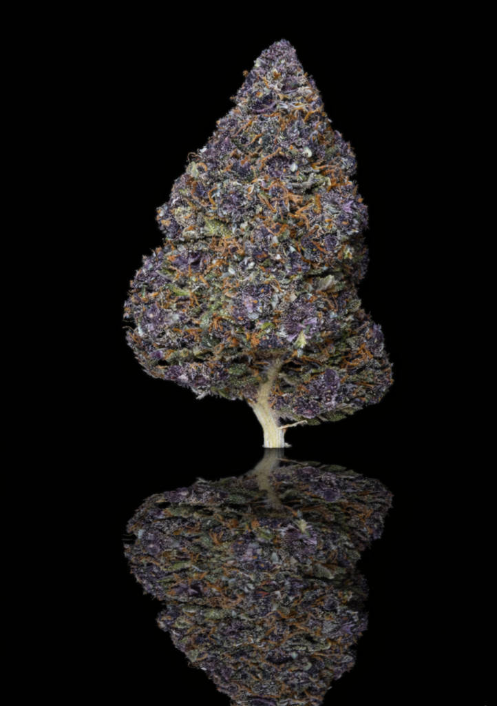 pulsar maléfique dense purple magnétique vice et vertu cbd