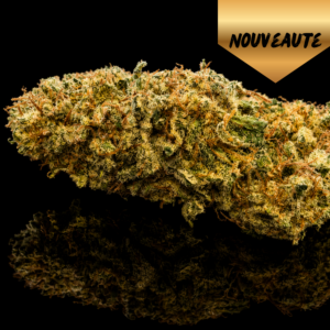 sweet paradis happy pousse indoor médaille or cbd platinum cup vice et vertu